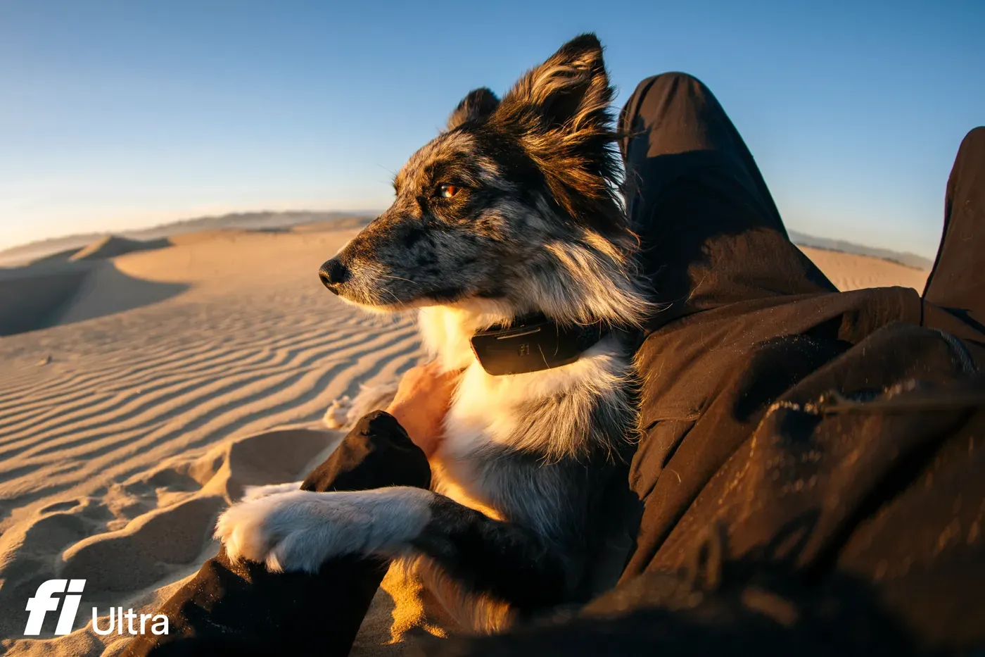 Fi Ultra Satellite Dog Tracker Finally Goes Off-Grid