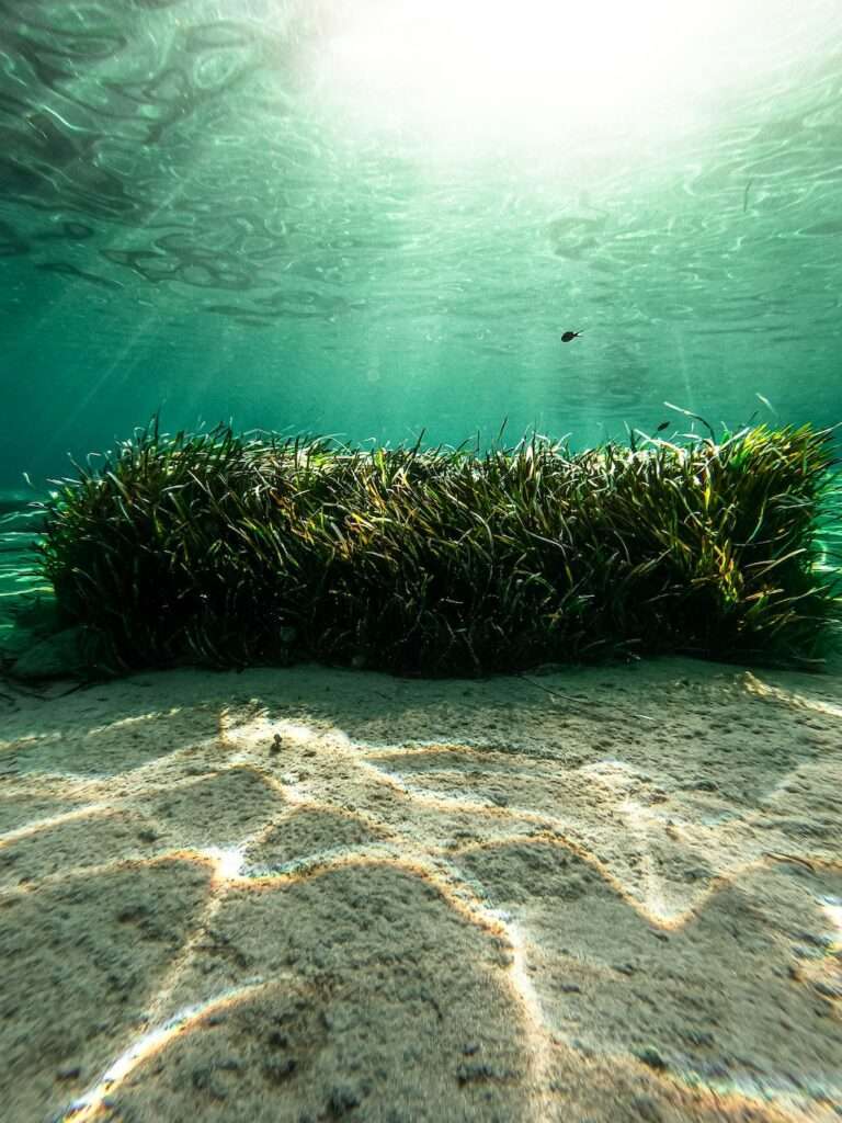 Seaweed and Carrageenans Are Transforming Skincare