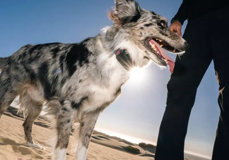 Fi Ultra Satellite Dog Tracker Finally Goes Off-Grid