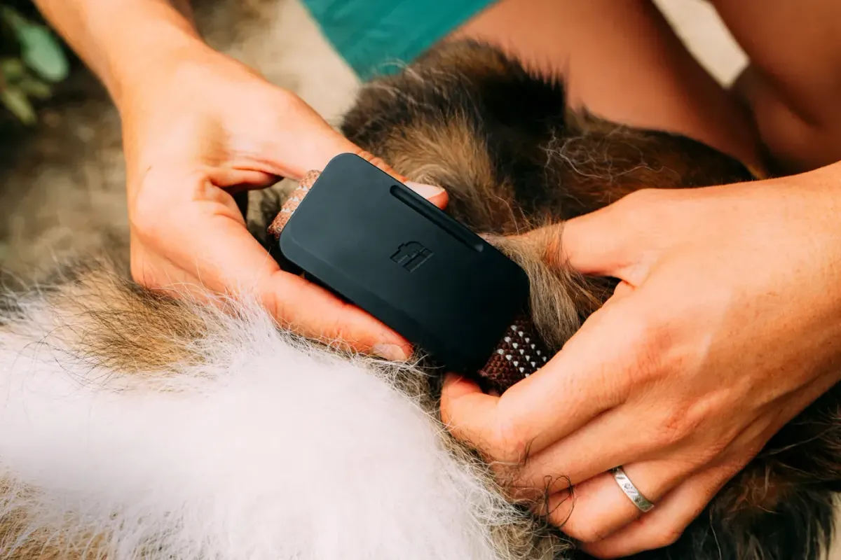 Fi Ultra Satellite Dog Tracker Finally Goes Off-Grid