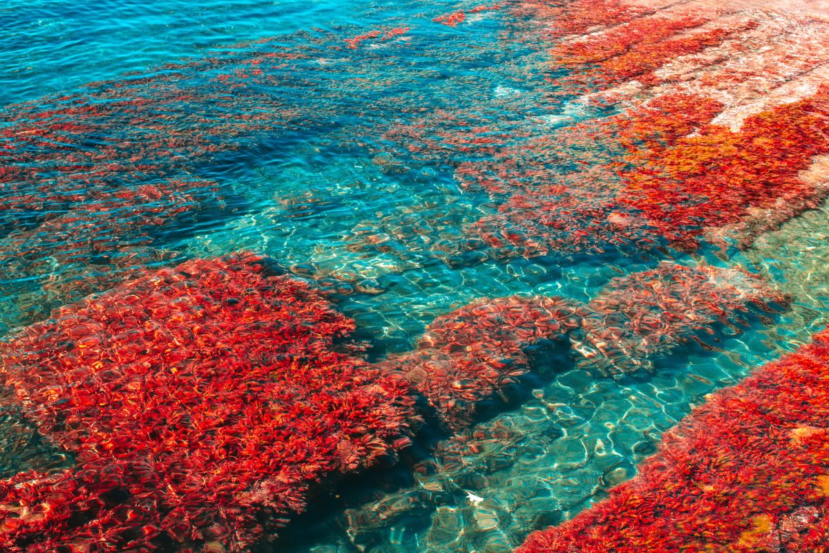 Seaweed and Carrageenans Are Transforming Skincare