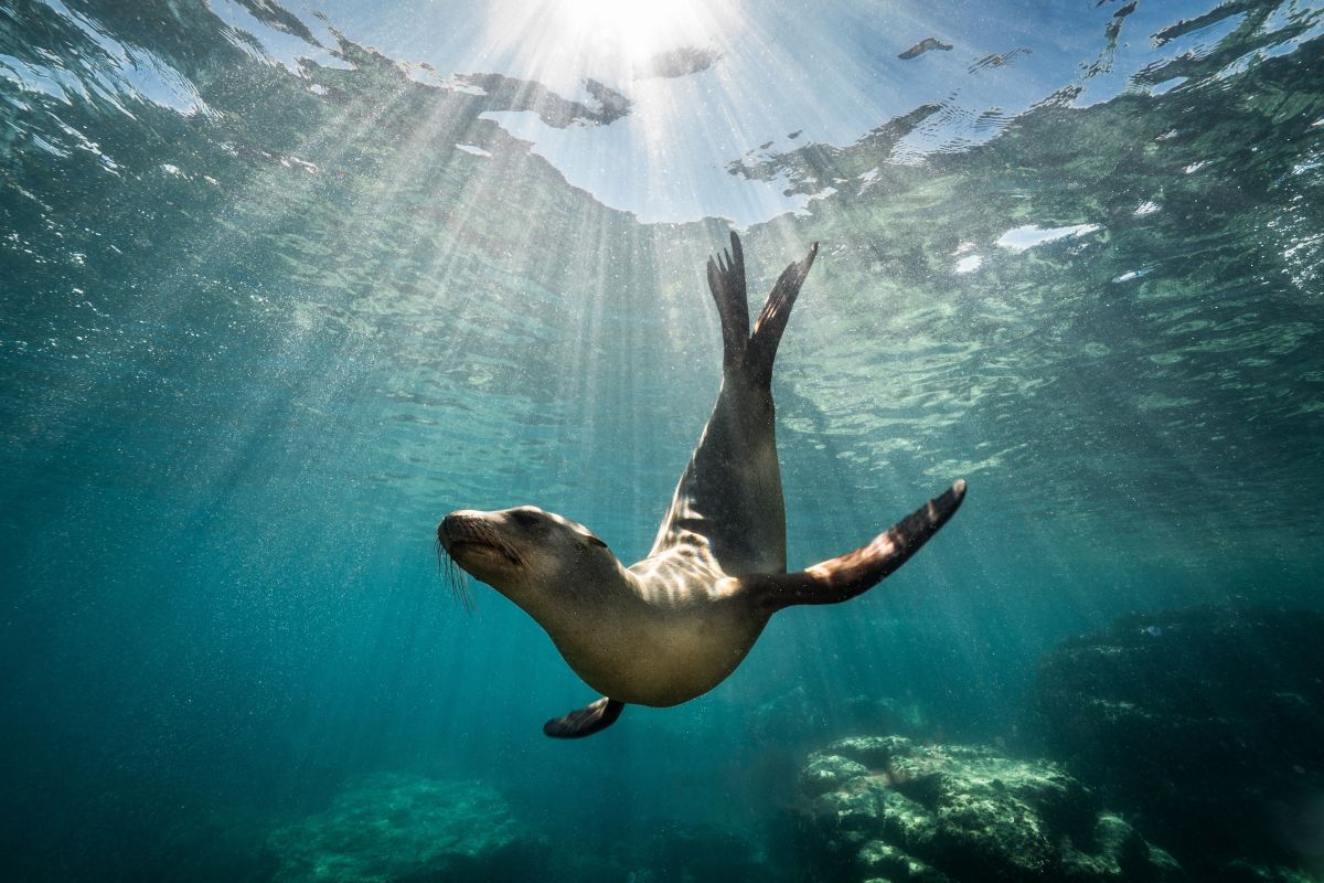 Seaweed and Carrageenans Are Transforming Skincare