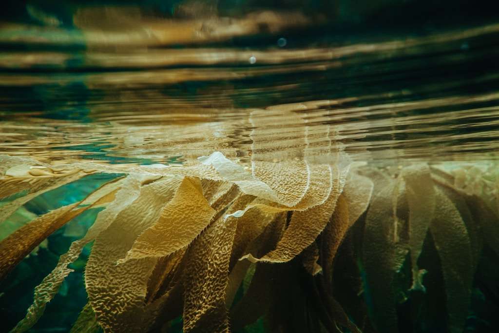 Seaweed and Carrageenans Are Transforming Skincare