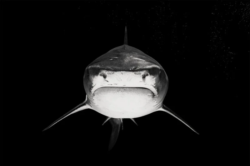 How Photographers Turn Visual Stories Into Conservation Wins