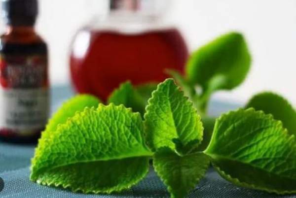 Làm đẹp da tự nhiên với lá húng chanh: Hướng dẫn an toàn và hiệu quả