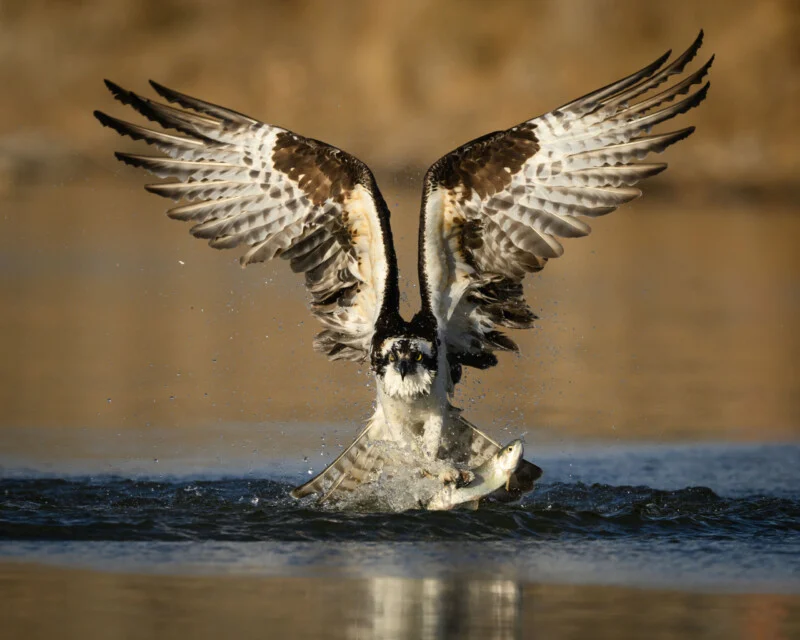 How Photographers Turn Visual Stories Into Conservation Wins