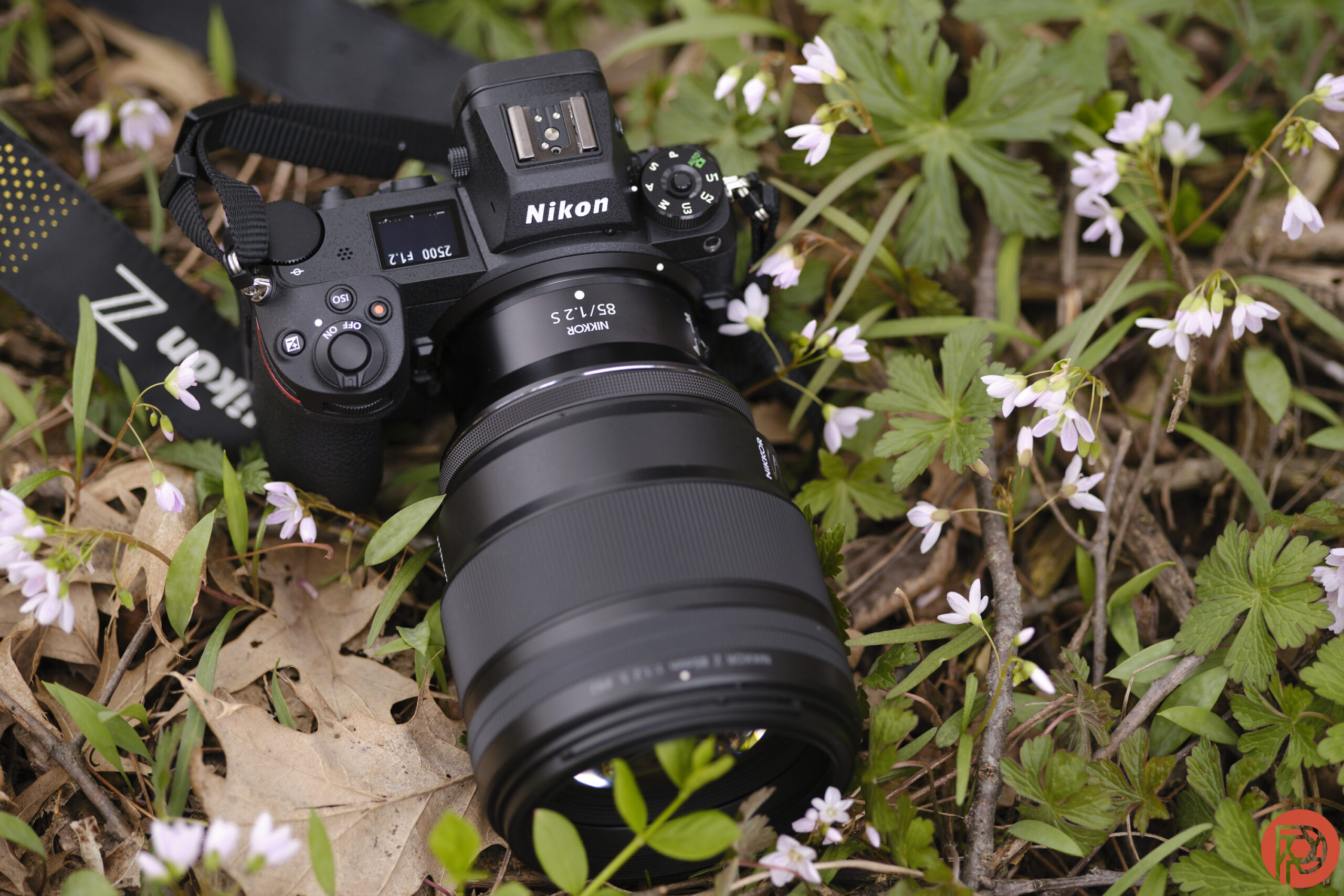 Portrait Lens Showdown: Meike 85mm f/1.4 vs Premium Native Glass