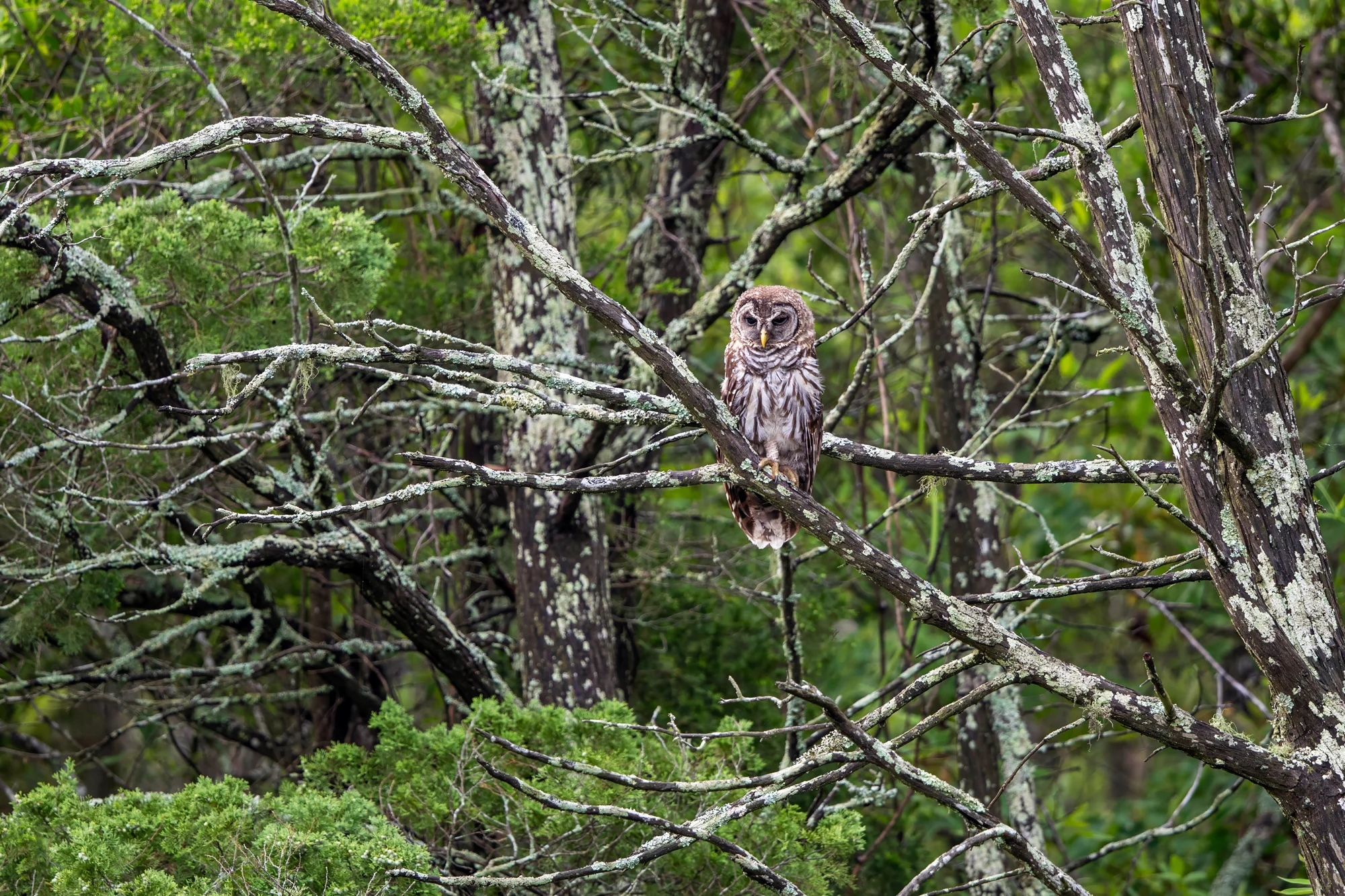 Turn Bad Weather Into Your Best Asset for Wildlife Photos