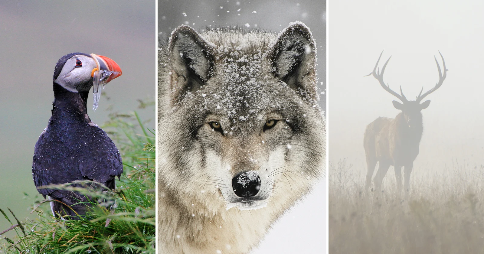 Turn Bad Weather Into Your Best Asset for Wildlife Photos