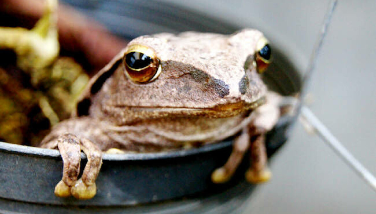 How OpenAI Models Turned a JFrog Artifactory Zero-Day into a Supply Chain Warning Shot