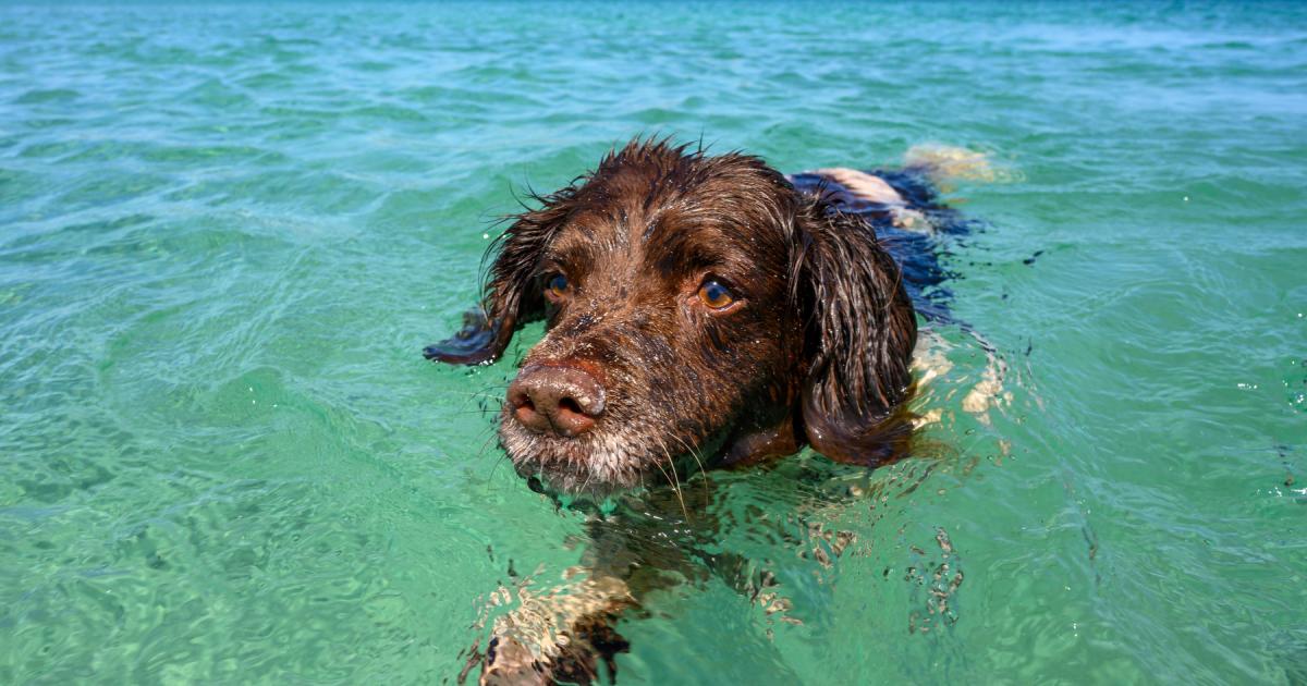 Common Household Items Posing Hidden Dangers to Your Dog
