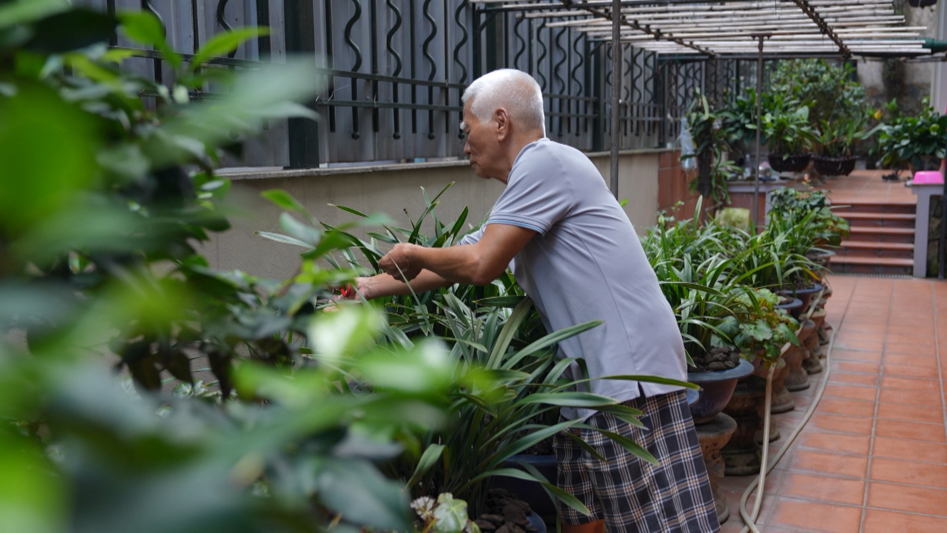 Những cây nên trồng trong tháng 7 âm lịch để mang tài lộc và bình an vào nhà