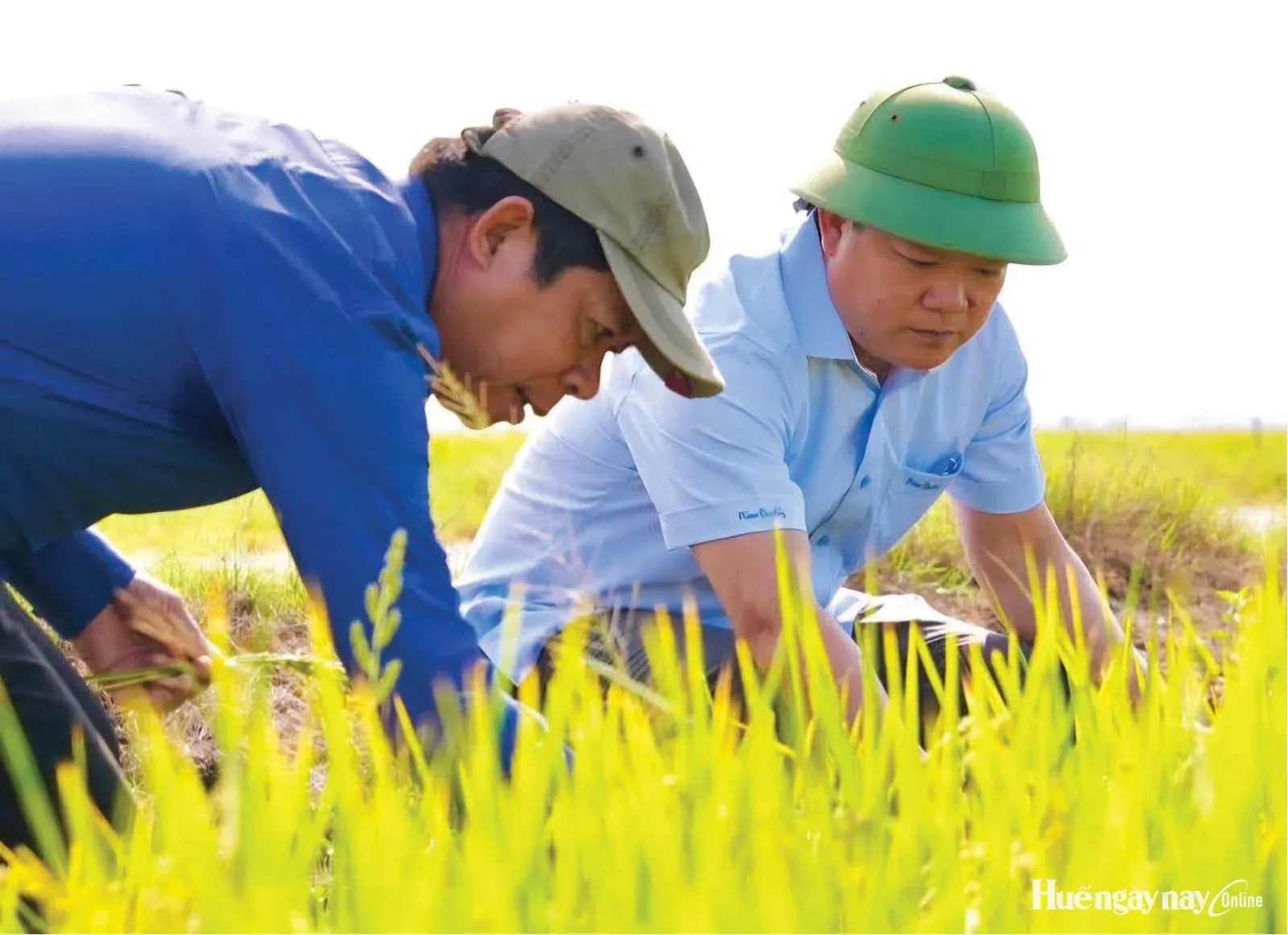 Nông nghiệp hữu cơ có thực sự xanh với khí hậu?