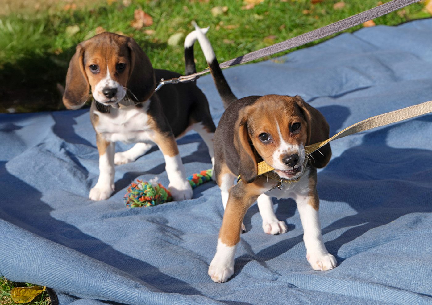 Gene-Edited Beagles Offer Hope for Dog Allergy Sufferers