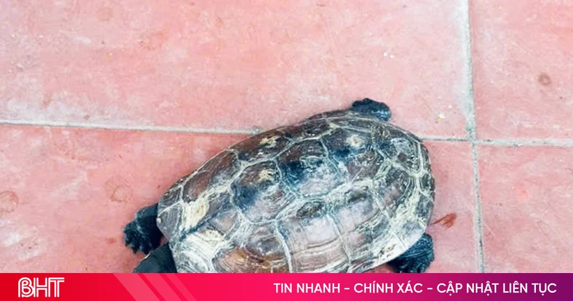 Người dân chủ động giao nộp rùa quý hiếm: tín hiệu đáng mừng cho bảo tồn