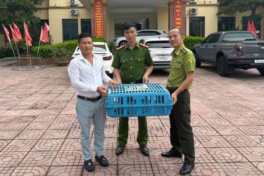 Người dân chủ động giao nộp rùa quý hiếm: tín hiệu đáng mừng cho bảo tồn