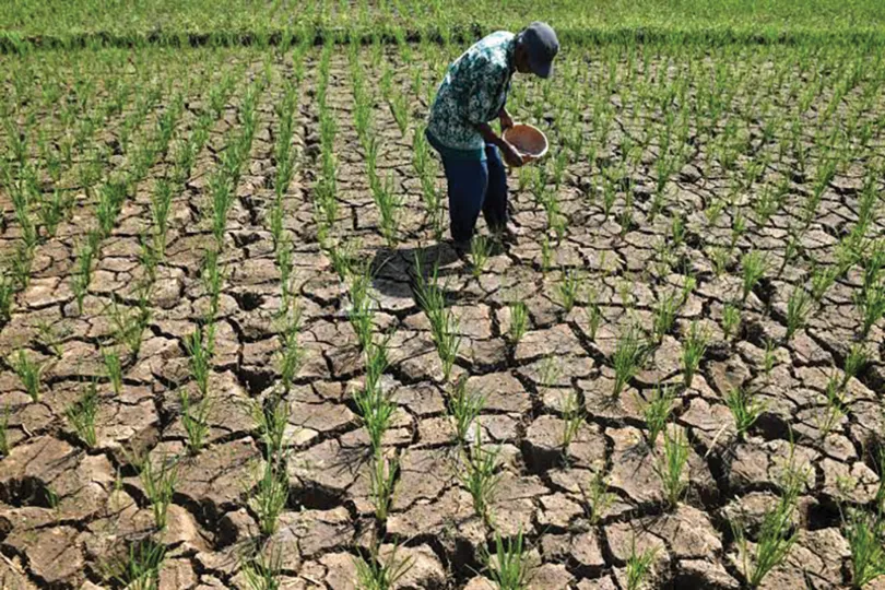 Siêu El Niño sắp đến: Cơn khủng hoảng kép đe dọa an ninh lương thực