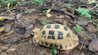 Người dân chủ động giao nộp rùa quý hiếm: tín hiệu đáng mừng cho bảo tồn