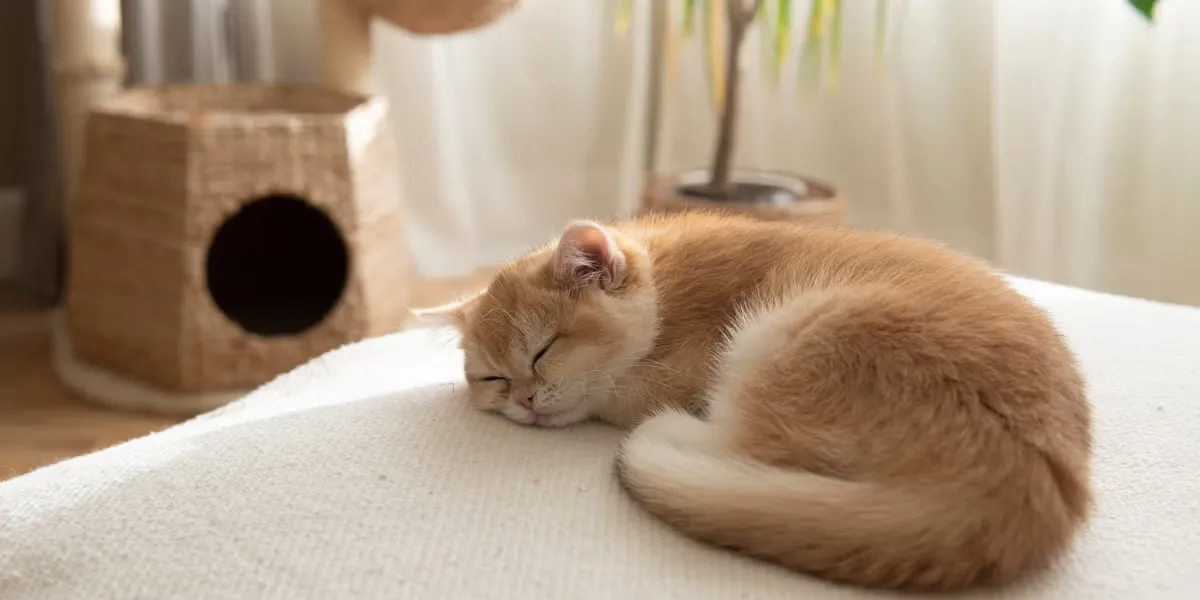 Designer Pet Furniture That Belongs in Your Living Room