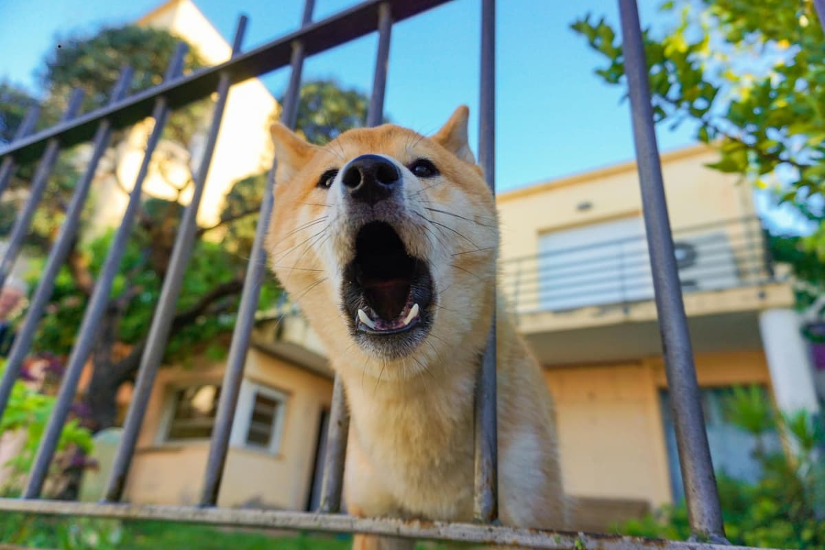 Dog Breeds Most Prone to Aggression and Destruction—and How to Choose the Right One