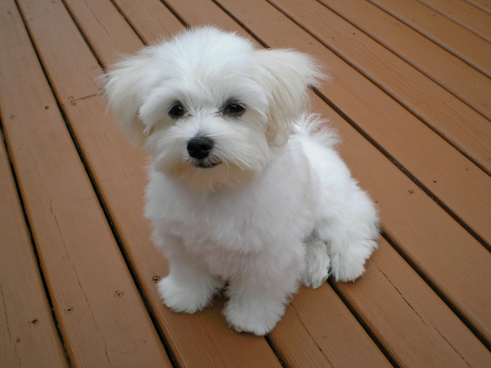 Essential Supplements for Puppies: A Breed-Specific Guide