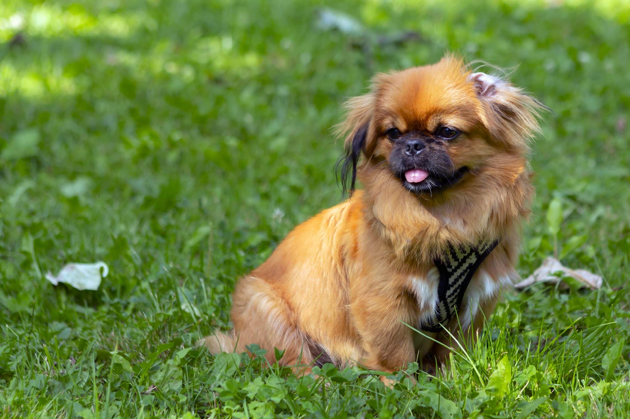 Essential Supplements for Flat-Faced Puppies: Safe Picks for Pugs, Pekingese and Shar Peis