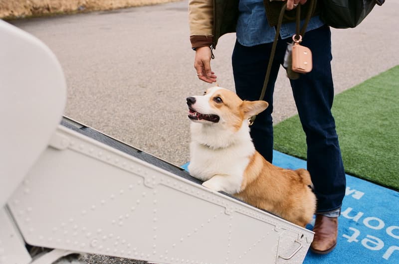 The Complete Guide to Traveling With Your Dog