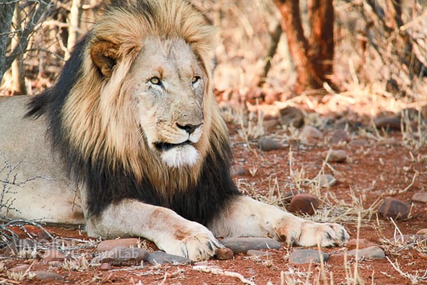 First-Time African Safari: A Practical Planning Guide