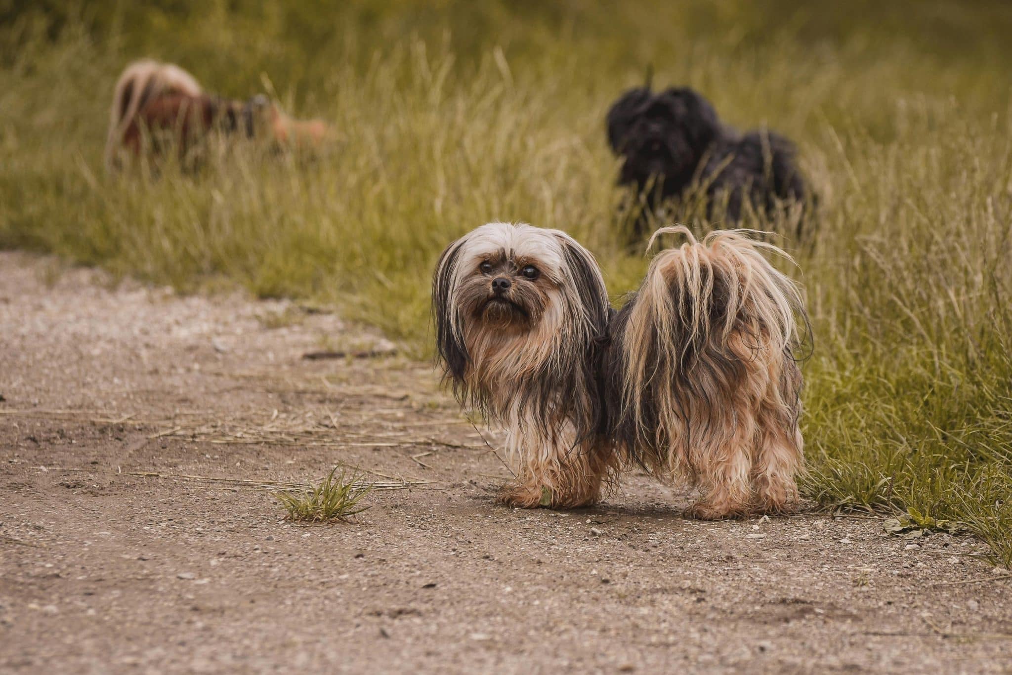 Essential Supplements for Puppies: A Breed-Specific Guide
