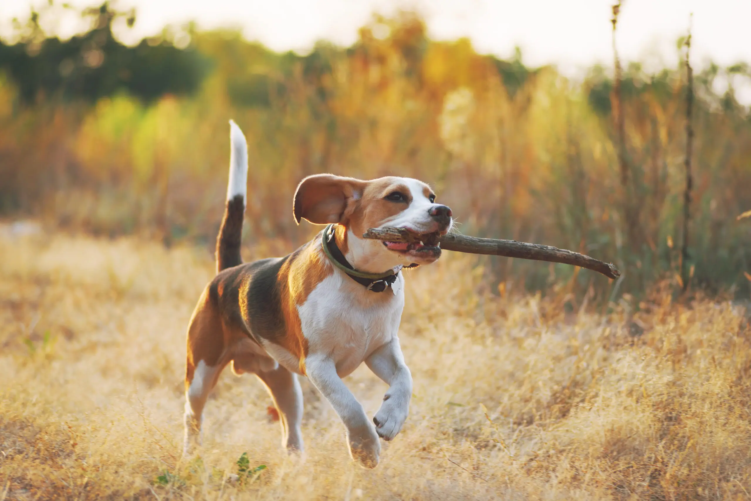 Orthopedic Dog Beds for Senior Pets: Choosing the Right Support