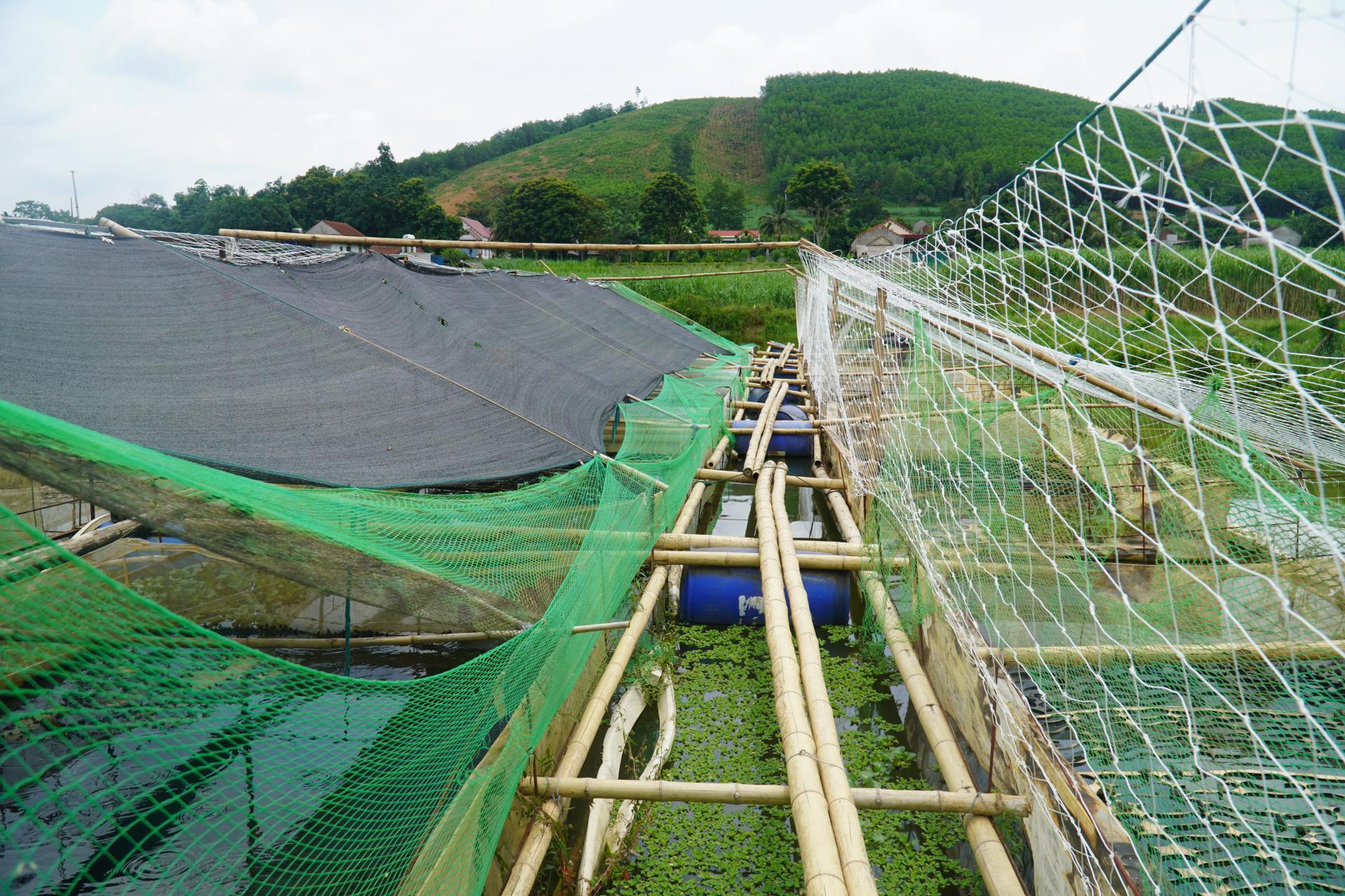 Nuôi ếch trên đất ngập úng: hướng đi kinh tế bền vững vùng trũng