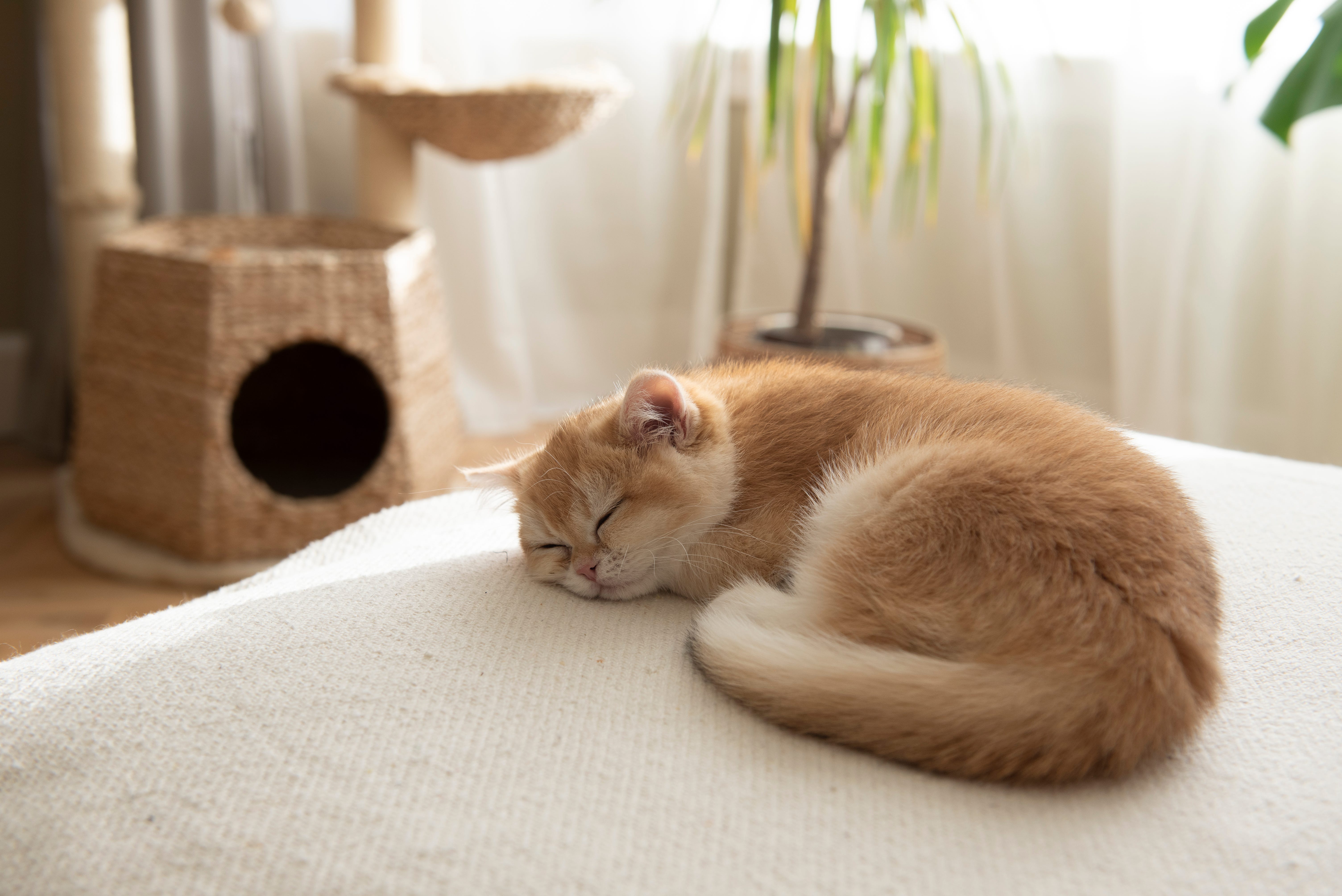 Designer Pet Furniture That Belongs in Your Living Room