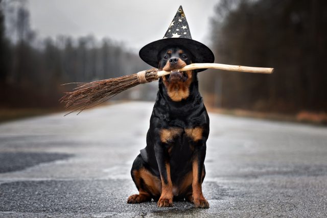 41 Halloween Dog Costumes and Celebration Ideas for a Howling Good Time