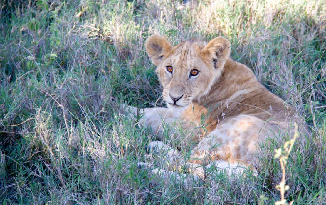 First-Time African Safari: A Practical Planning Guide