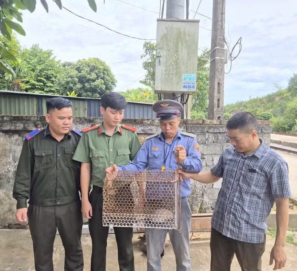 Người dân Hà Tĩnh giao nộp rùa đầu to quý hiếm: Tín hiệu tốt cho bảo tồn