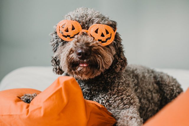 41 Halloween Dog Costumes and Celebration Ideas for a Howling Good Time
