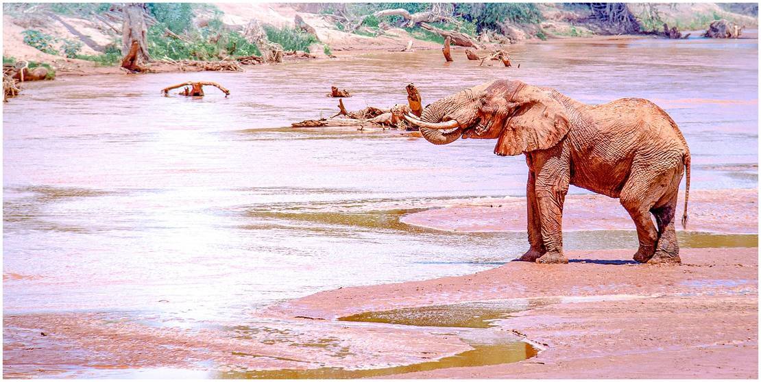 First-Time African Safari: A Practical Planning Guide