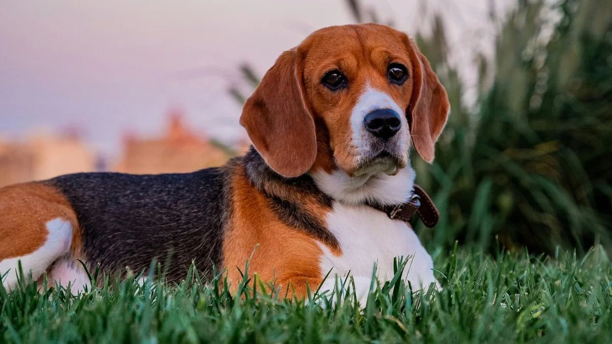 Gene-Edited Hypoallergenic Beagles Are Here—But Not For You Yet