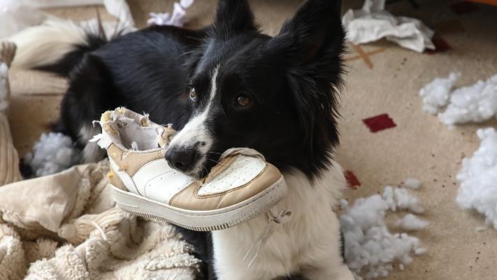 Common Household Items Posing Hidden Dangers to Your Dog