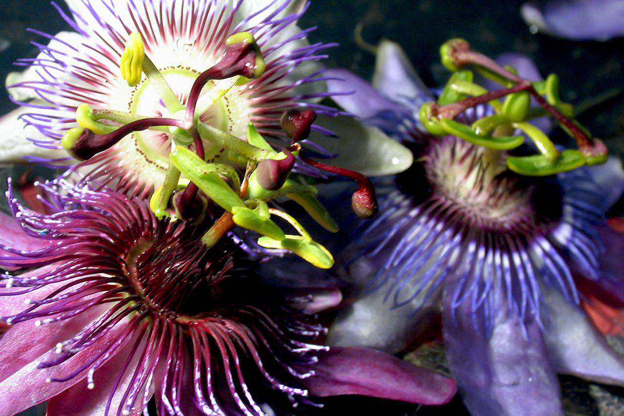 Can Magnesium and Passion Flower Support Anxiety and Depression Treatment?