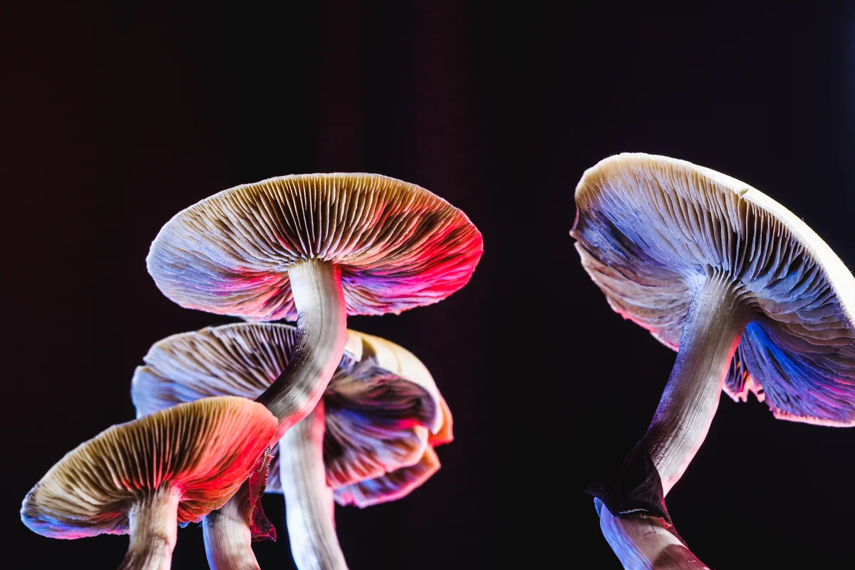 Quiet Trips, Loud Results: Psychedelics Reshape Tough-to-Treat Mental Illness
