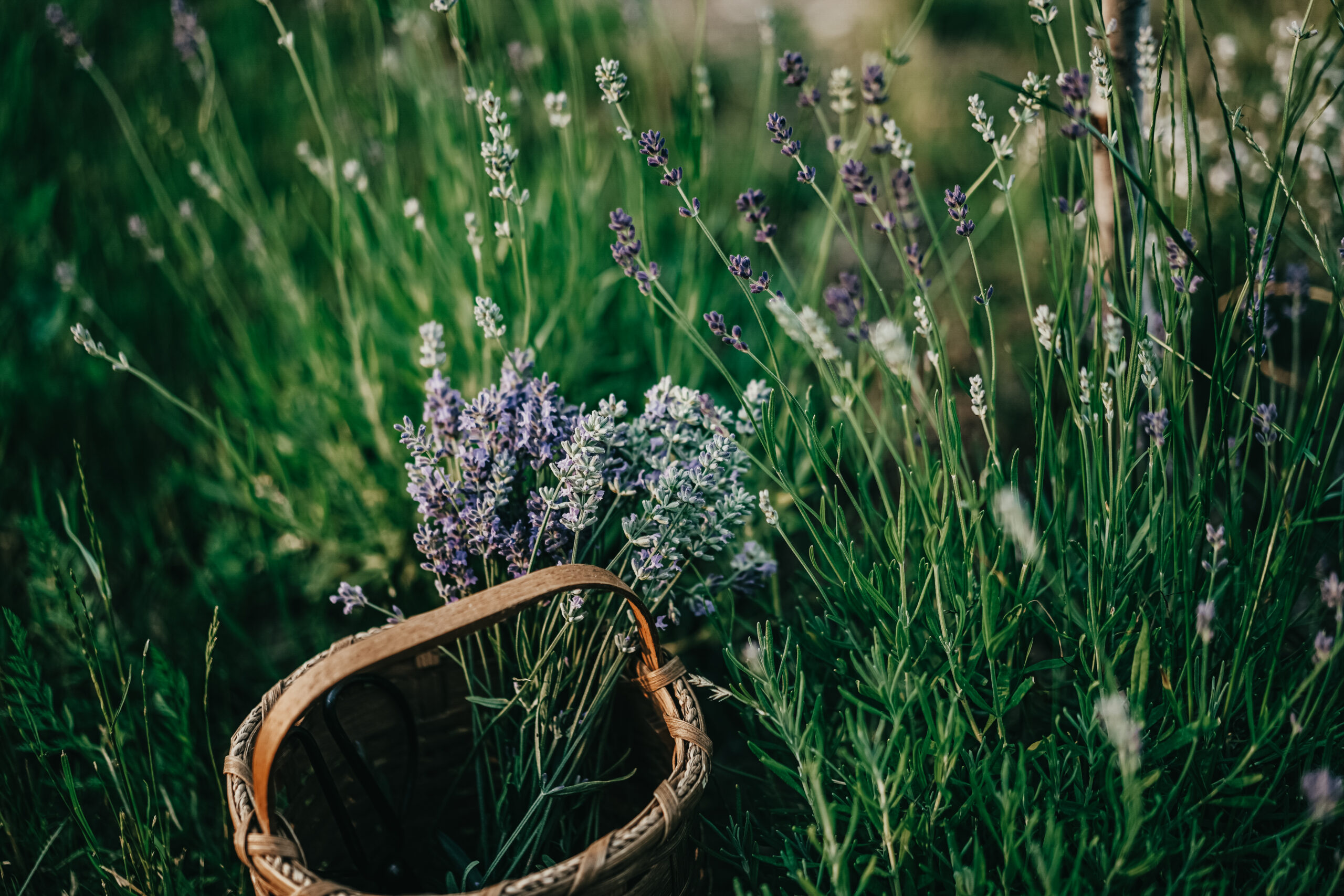 Jewelweed and Beyond: Traditional Herbs That Soothe Irritated Skin
