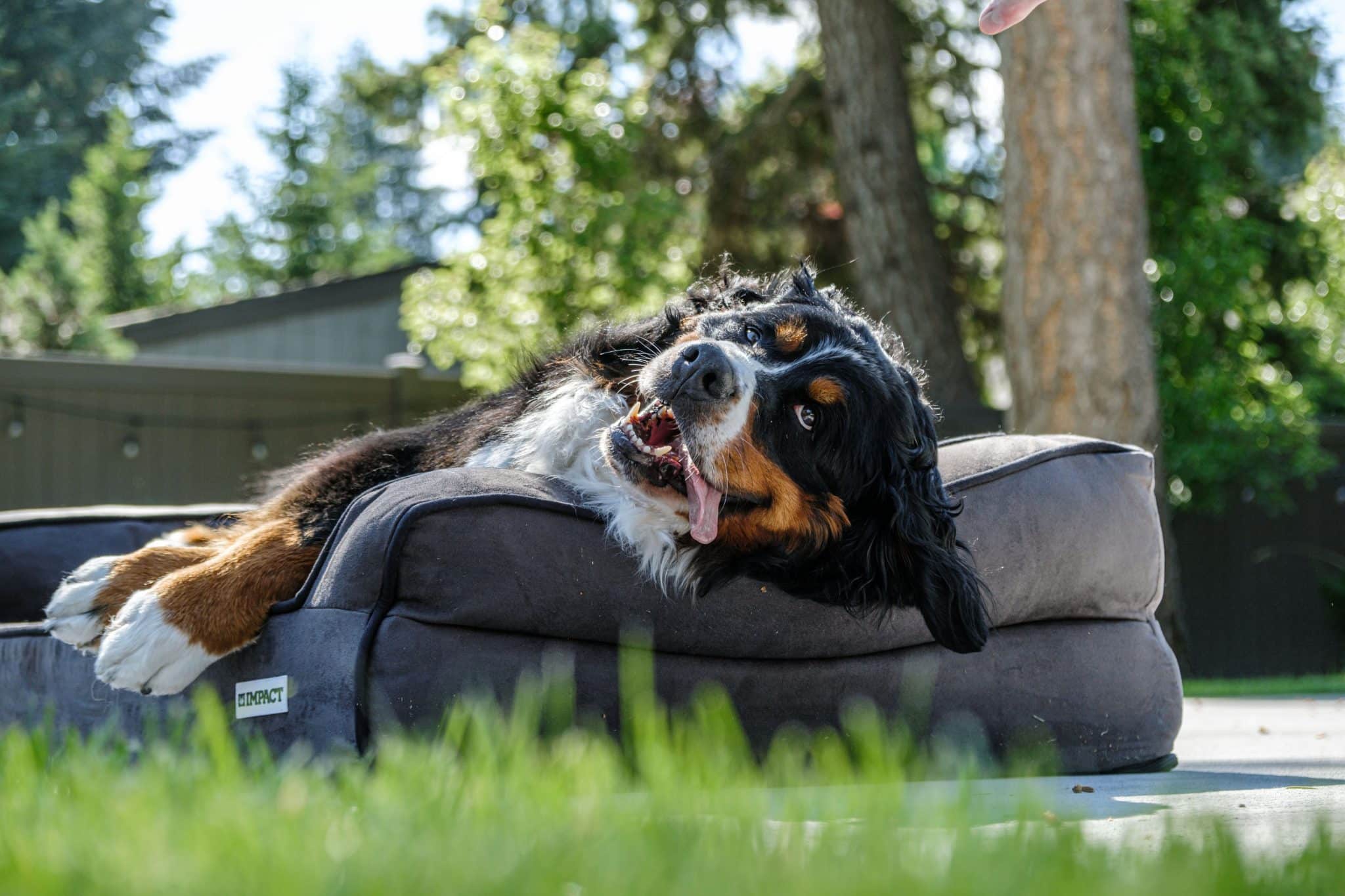 Why Dogs Ignore Fancy Beds and What Really Makes Them Sleep