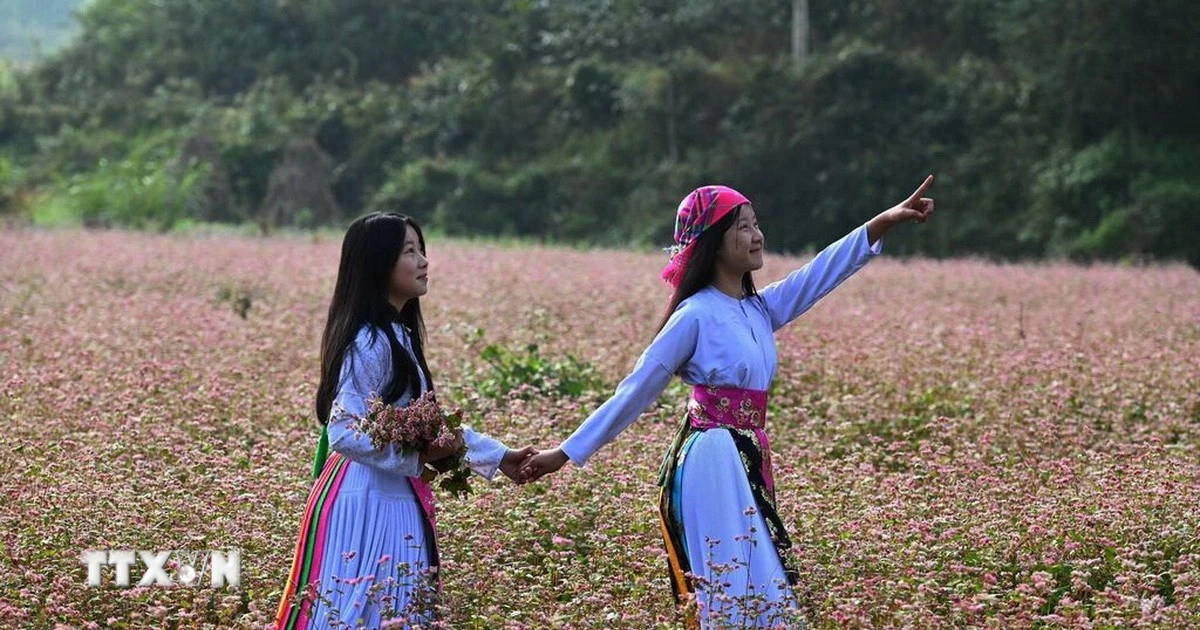 Lễ hội hoa Tam giác mạch Tuyên Quang: Hướng dẫn khám phá triền hoa núi cao