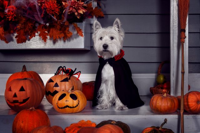 41 Halloween Dog Costumes and Celebration Ideas for a Howling Good Time