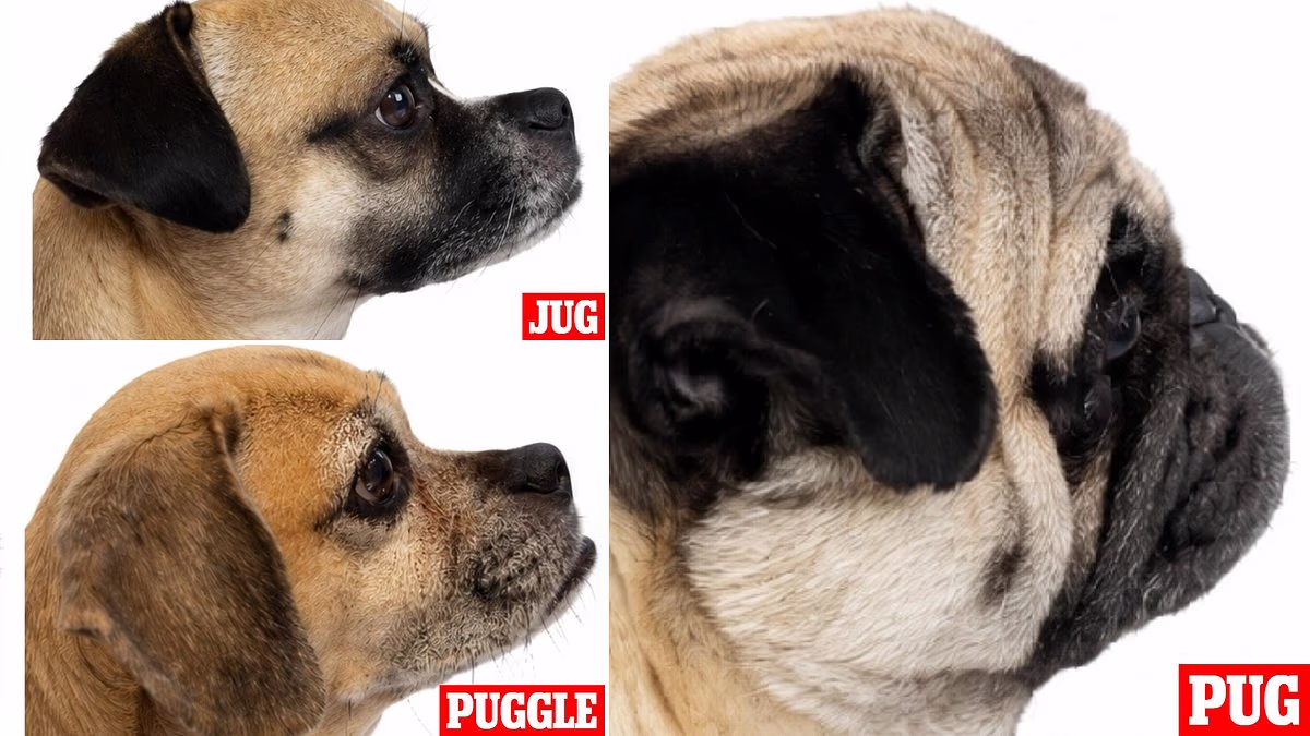 Dog Breeds Most Prone to Aggression and Destruction—and How to Choose the Right One