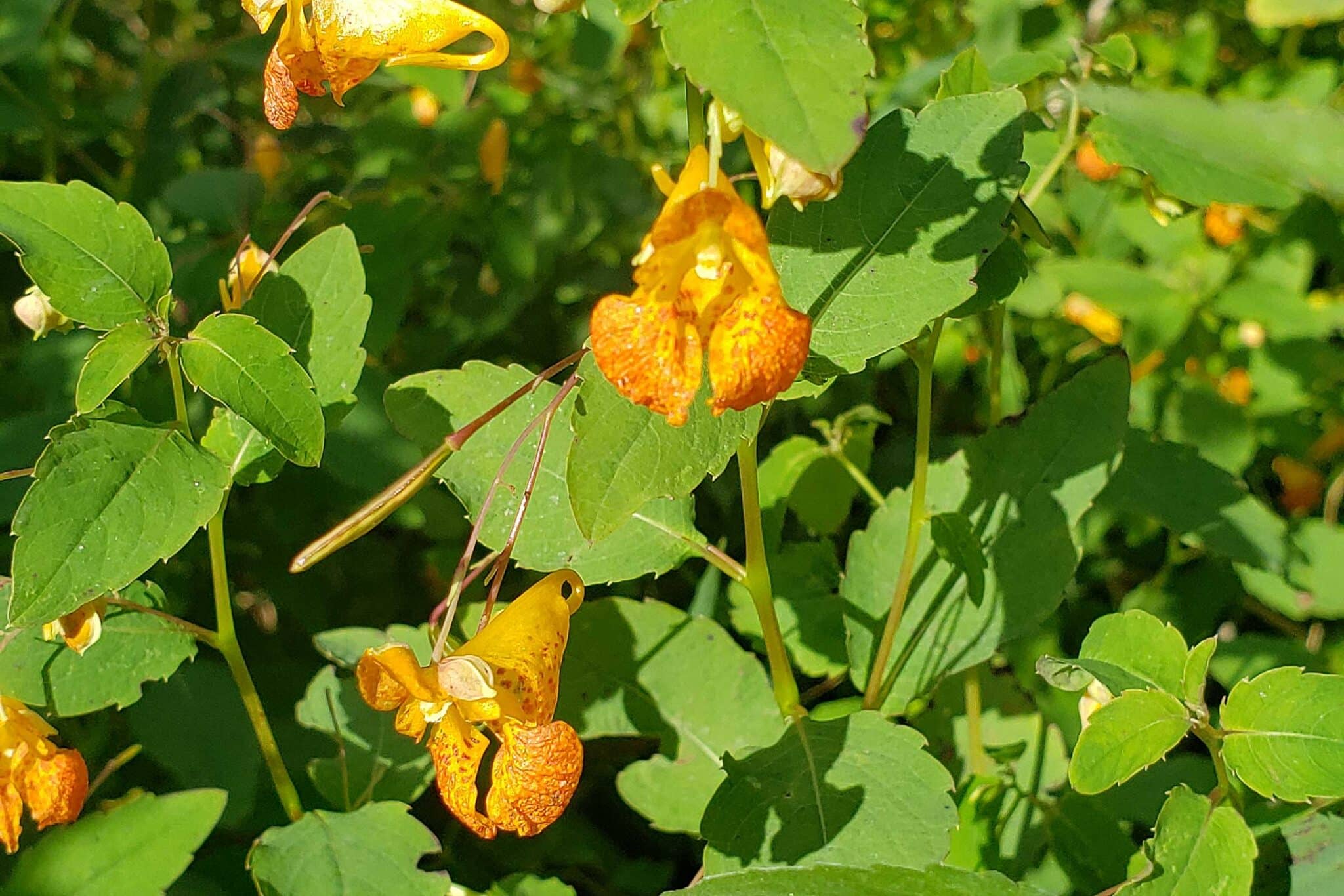 Jewelweed and Beyond: Traditional Herbs That Soothe Irritated Skin