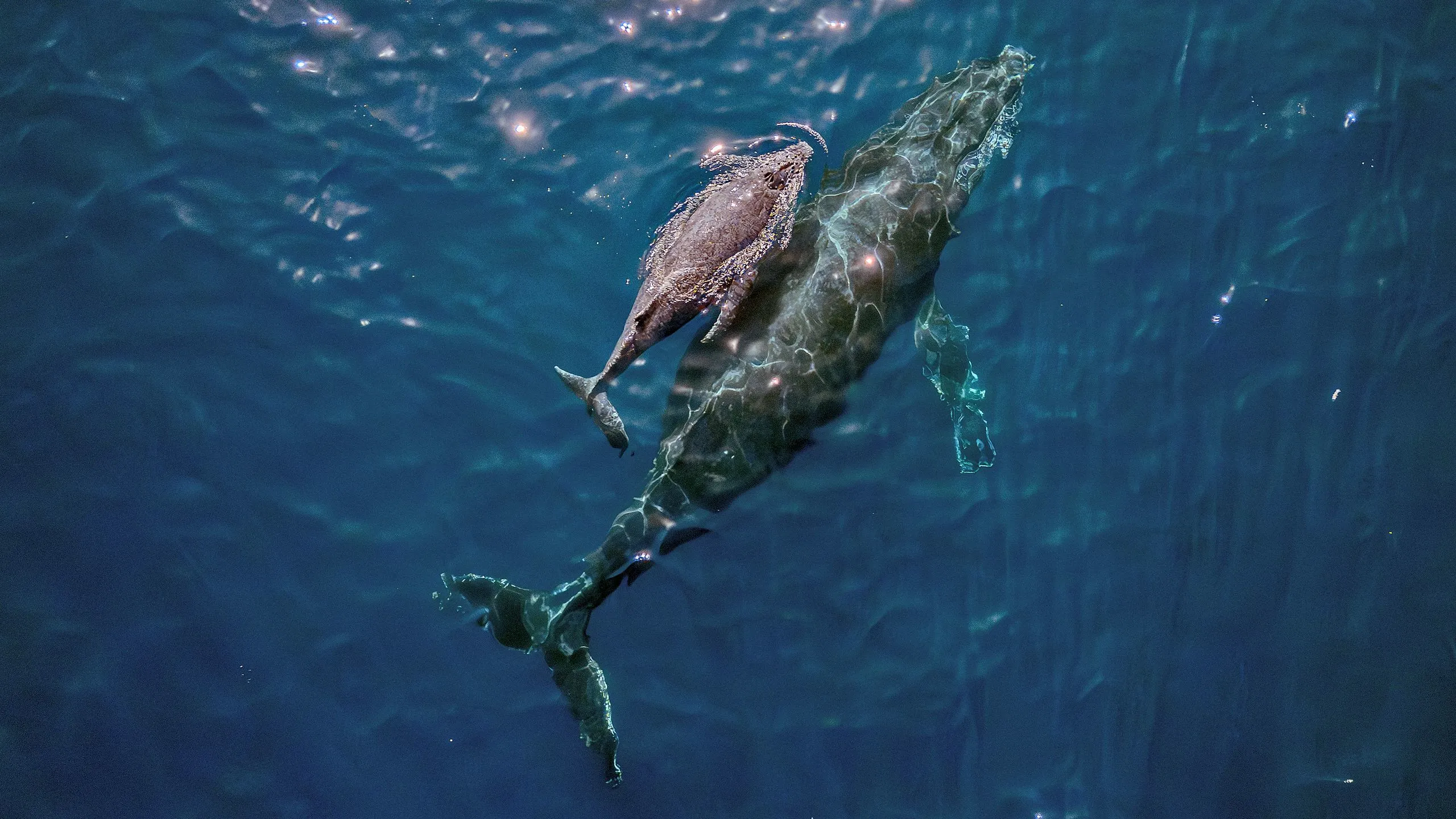 How Drones Are Transforming Marine Mammal Science