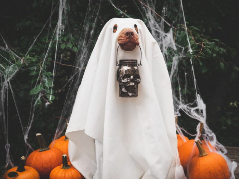 41 Halloween Dog Costumes and Celebration Ideas for a Howling Good Time