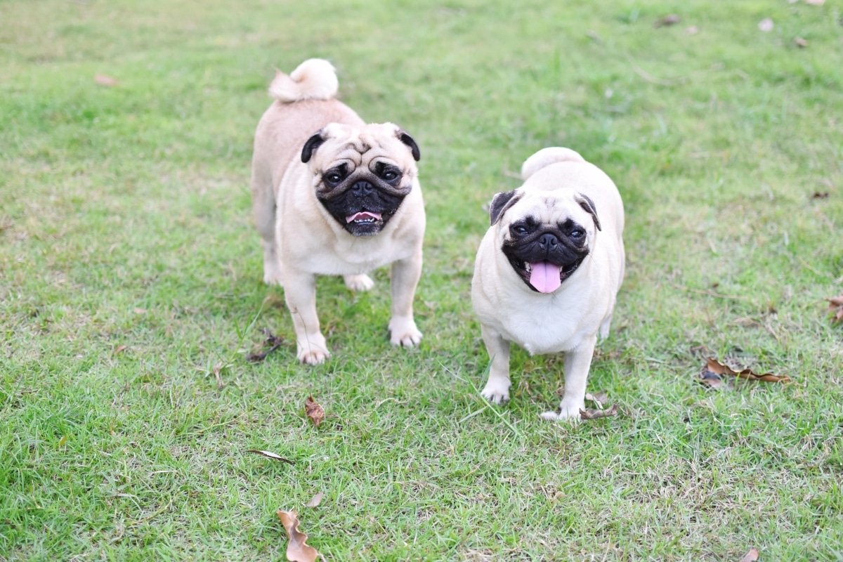 Essential Supplements for Flat-Faced Puppies: Safe Picks for Pugs, Pekingese and Shar Peis